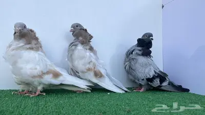 فحول كشكشي كريمي وبلوبار 5