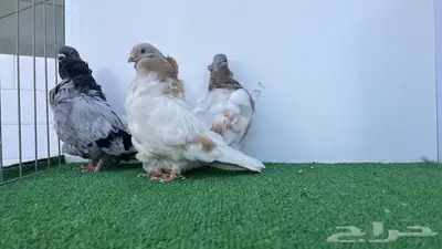 فحول كشكشي كريمي وبلوبار 1