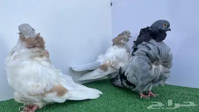 فحول كشكشي كريمي وبلوبار 0