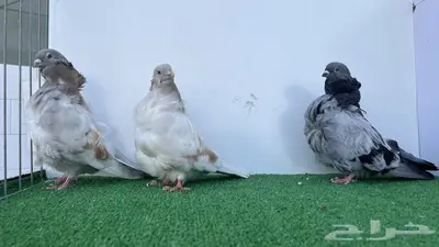فحول كشكشي كريمي وبلوبار 2
