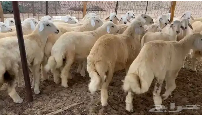 طليان حري ومصلخ بلموقع 0
