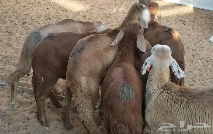 سواكن تربية جبرة وطيبة 0