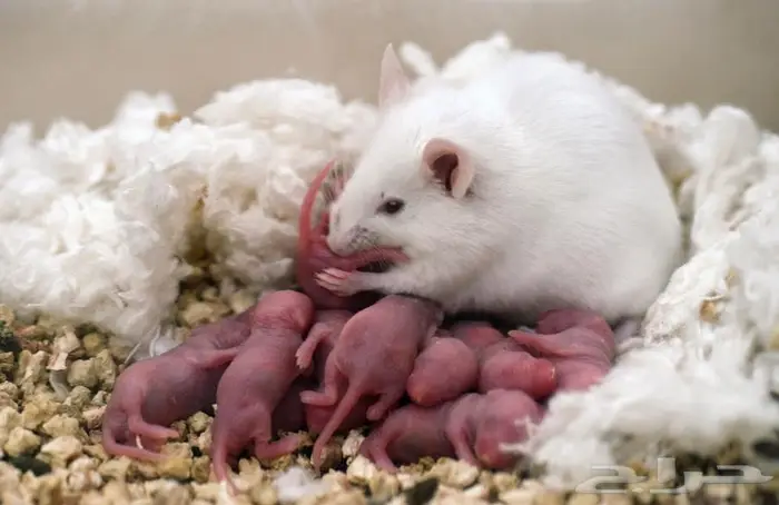 فئران مختبرات بيضاء White mice 3