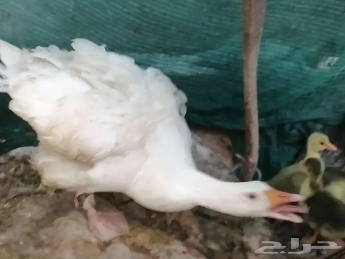 وز مفتل سيباستبول 18