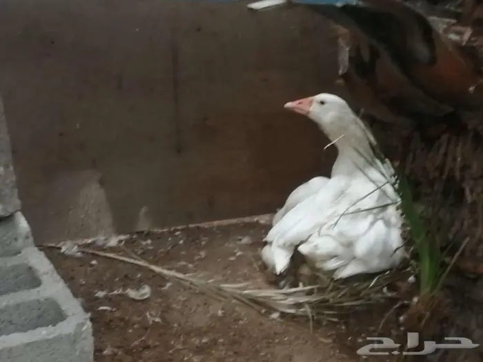 وز مفتل سيباستبول 15