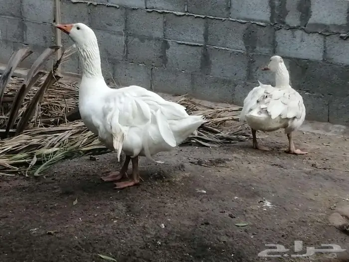 وز مفتل سيباستبول 30