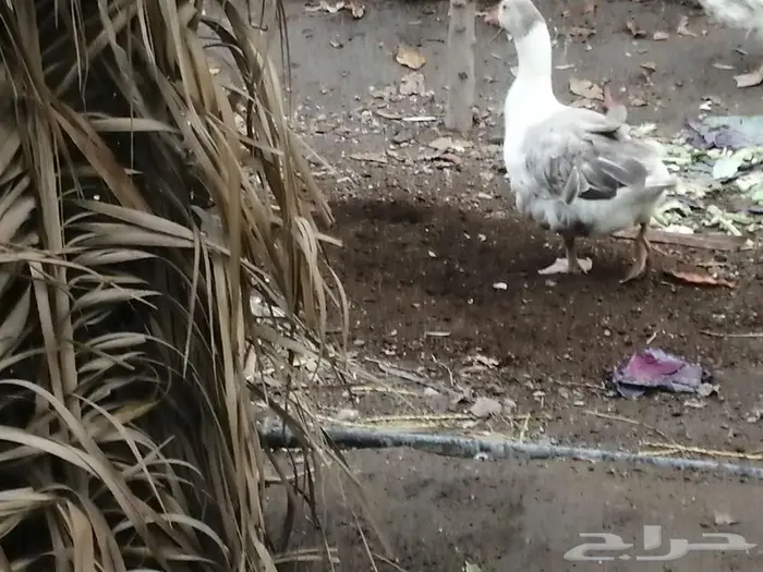 وز مفتل سيباستبول 35