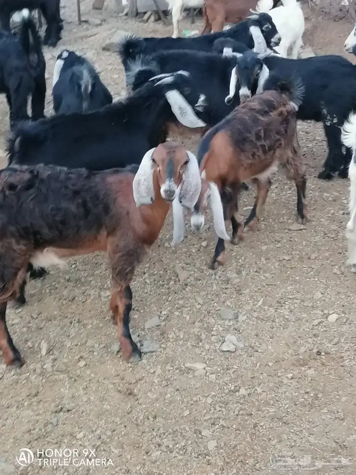 تيوس وجفار 3