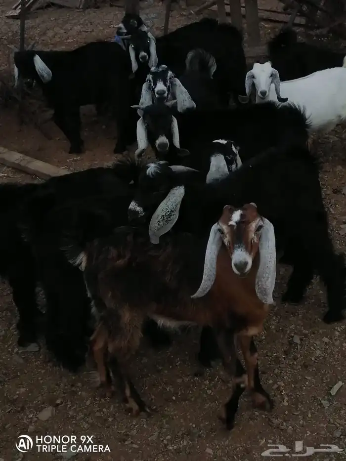 تيوس وجفار 4