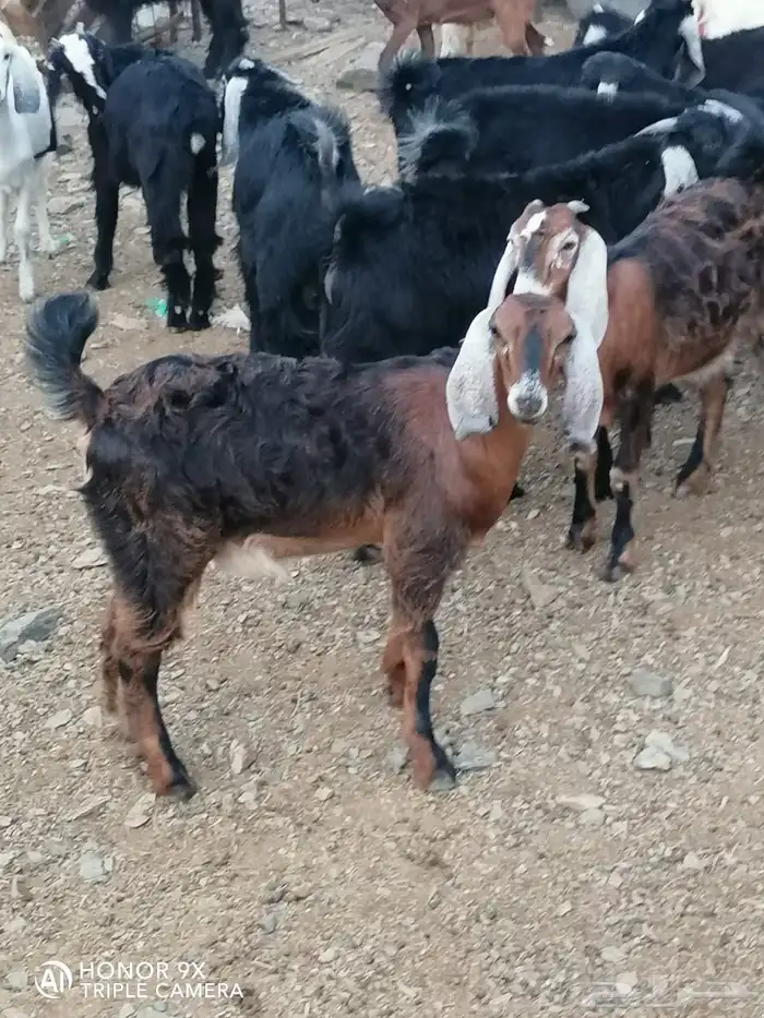 تيوس وجفار 5