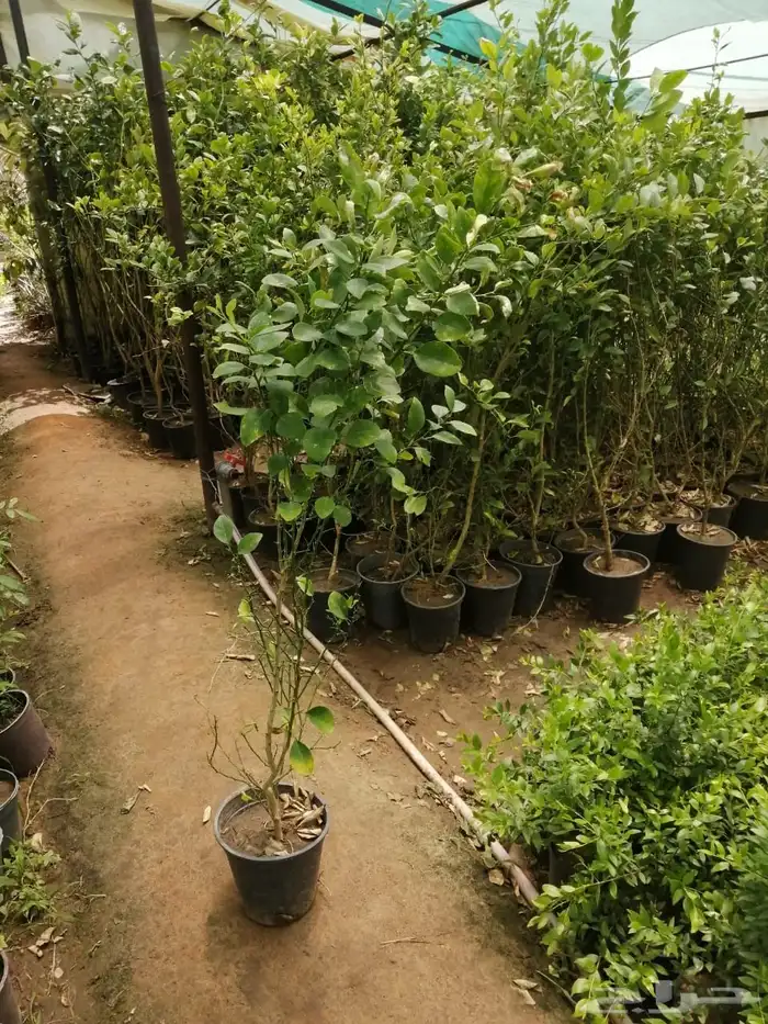 تنسيق حدائق زراعة شتلات شتلات زينه أشجار زينة .أشجار ظل 30