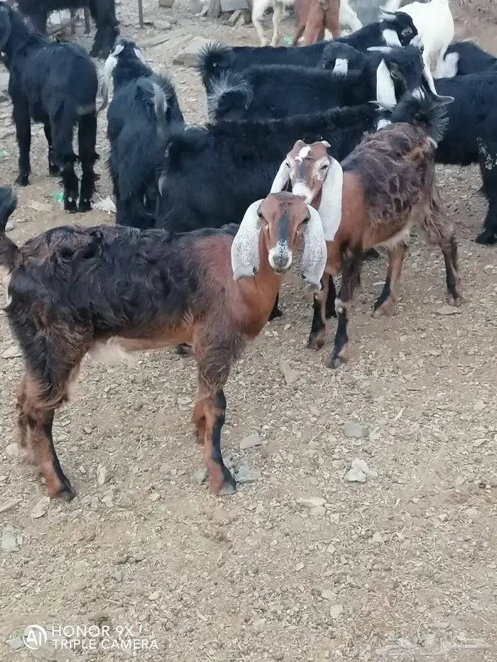 تيوس وجفار 2