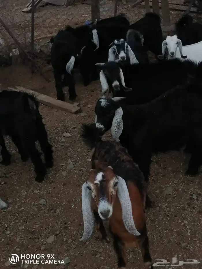 تيوس وجفار 6