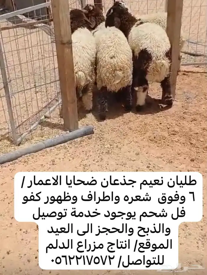 طليان نعيم جذعان ضحايا إنتاج مزرعة الدلم 1