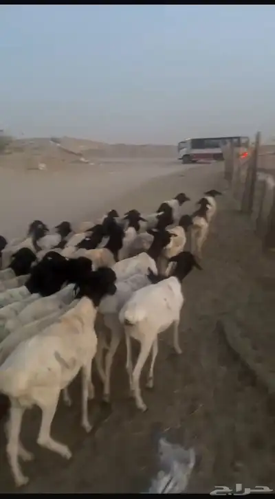 اضاحي غنم بربري أوزان عاليه 11