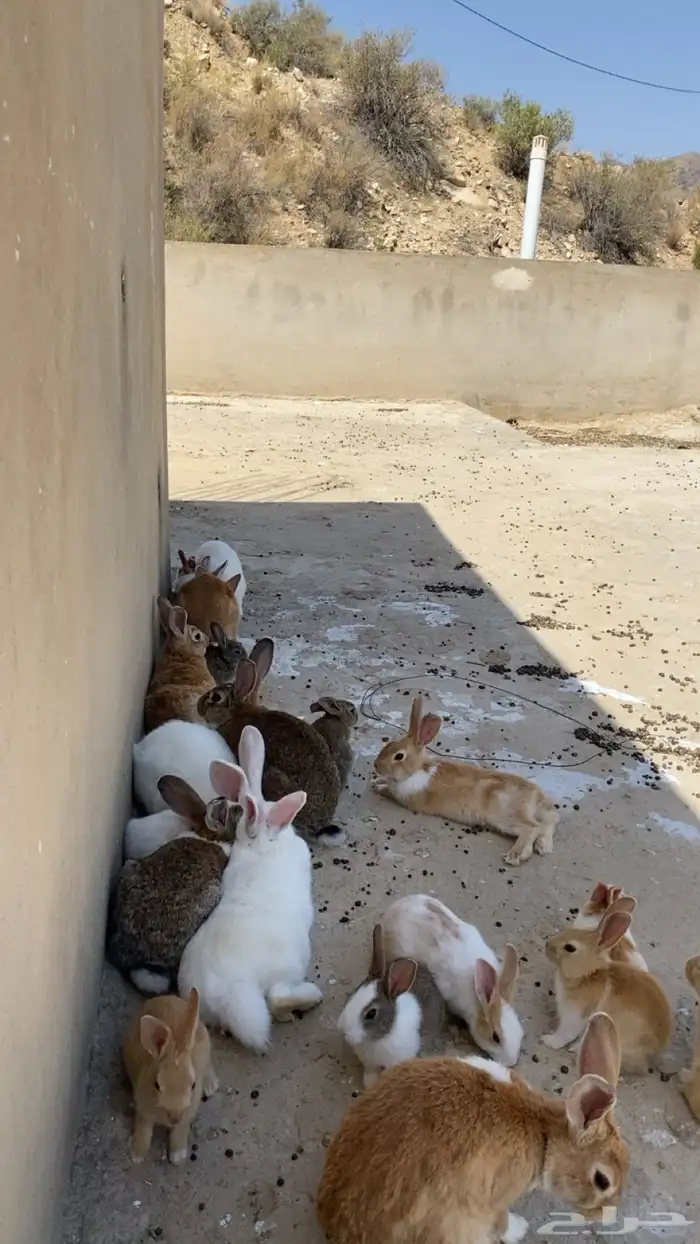 ارانب للبيع 1