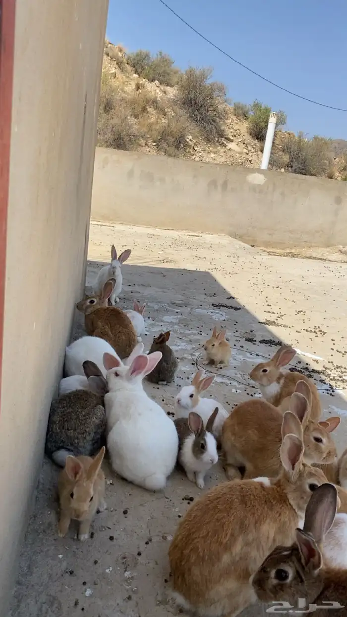ارانب للبيع 2