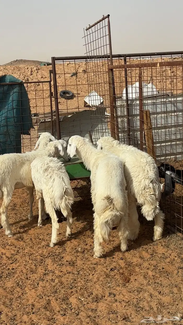 حريات خرفان 0