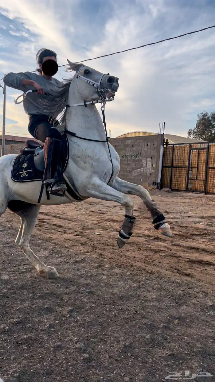 حصان شيخ تم البيع 1