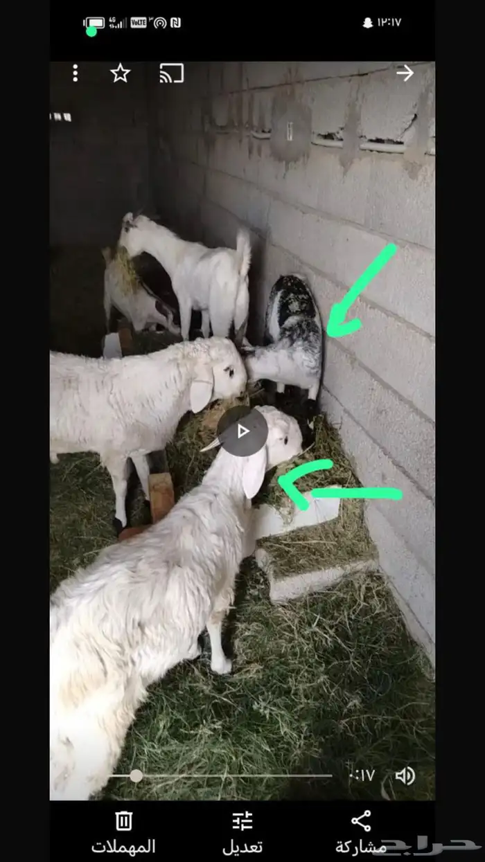 بيع طلي وتيس لاضحية العيد الاضحى 0