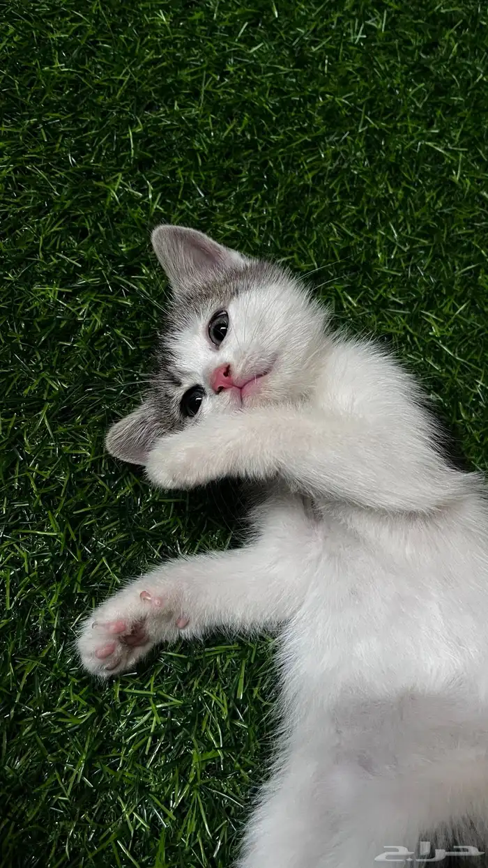 cat for adoption 1