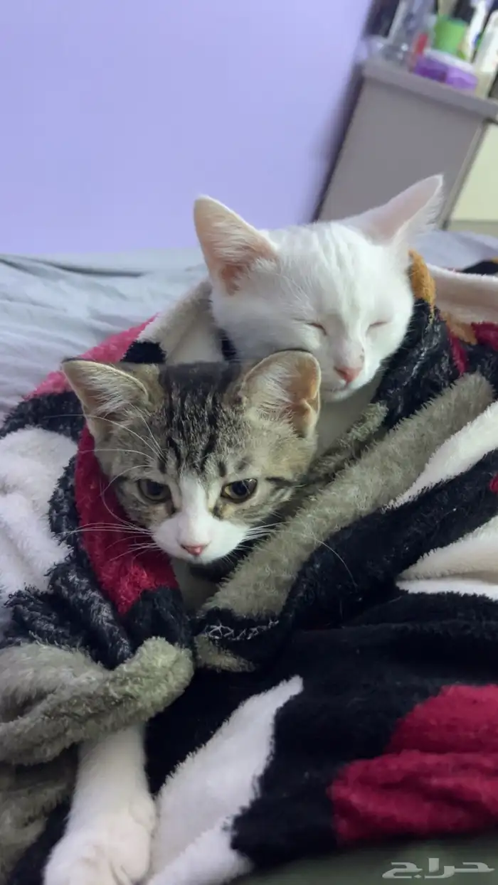 cat for adoption 0