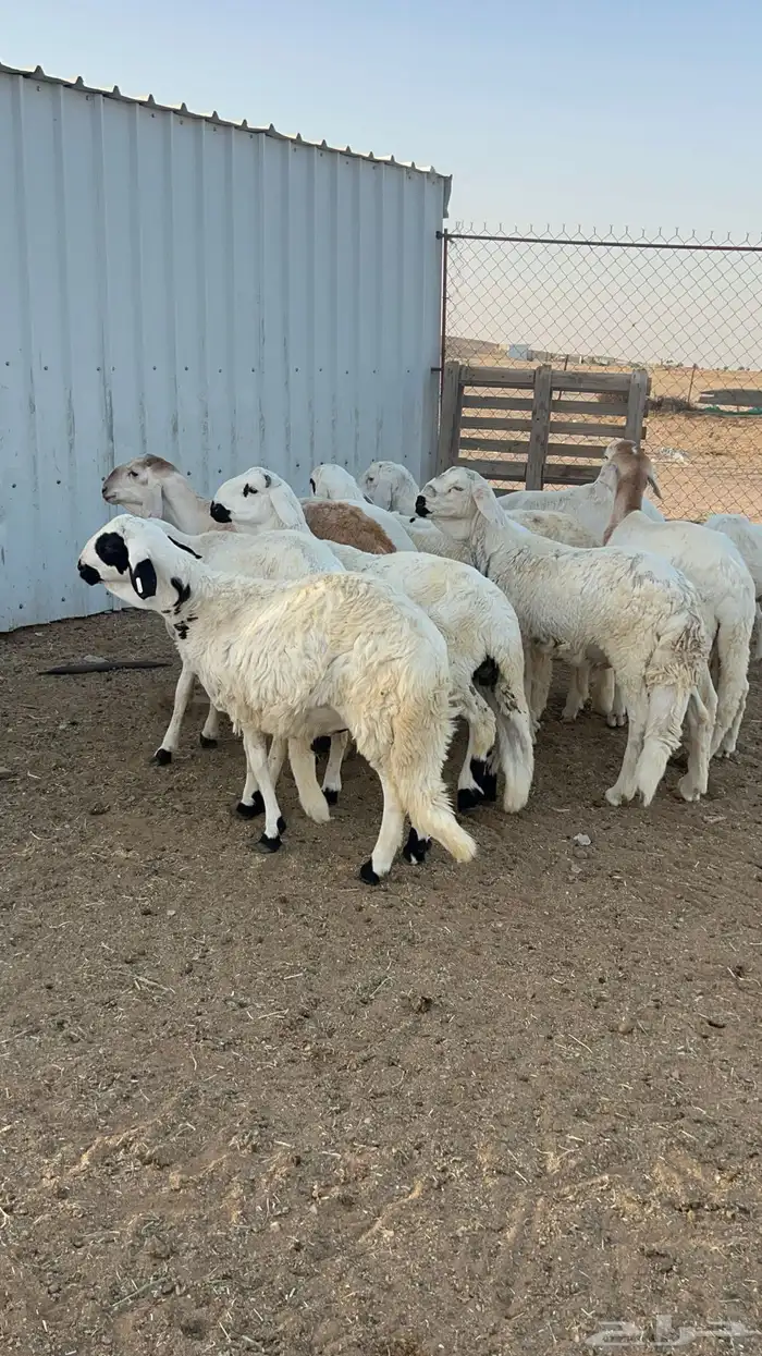 ضحايا سواكن الذيبيه 8