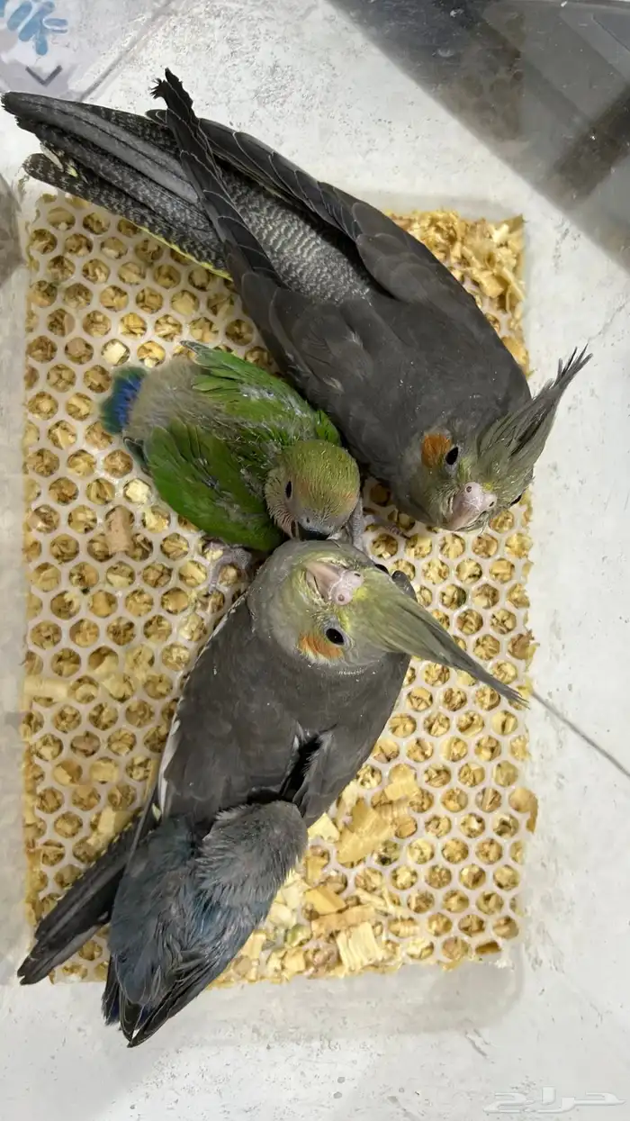 فروخ روز وكروان 6