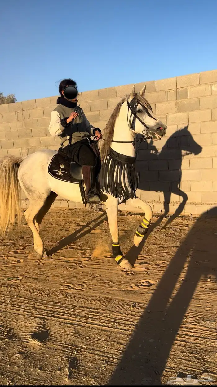 حصان شيخ تم البيع 2