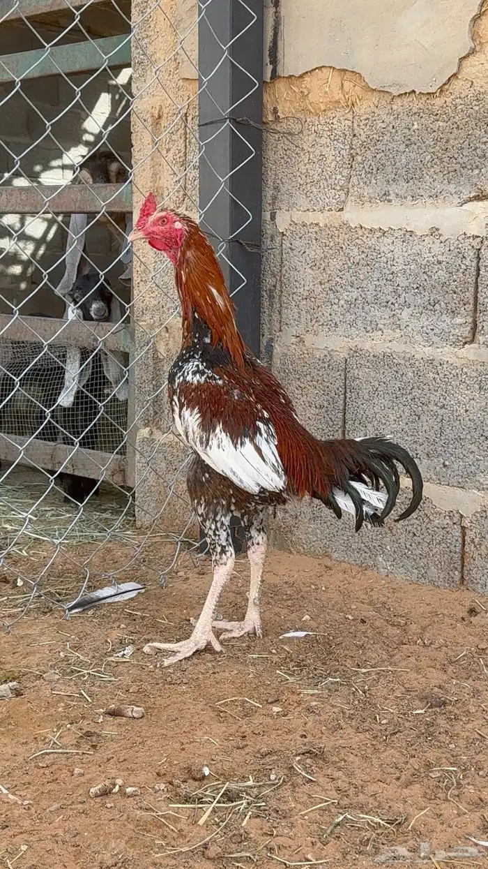 2 ديوك باكستاني سندي 0