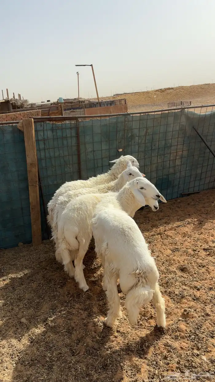 حريات خرفان 1