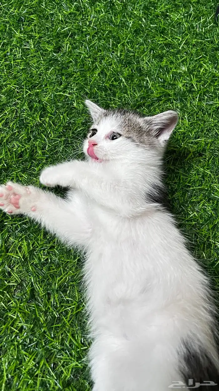 cat for adoption 2