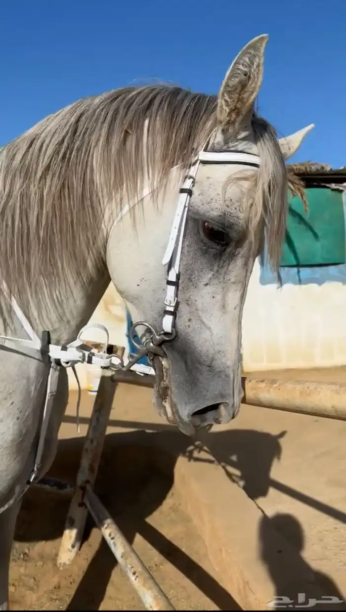 حصان شيخ تم البيع 3