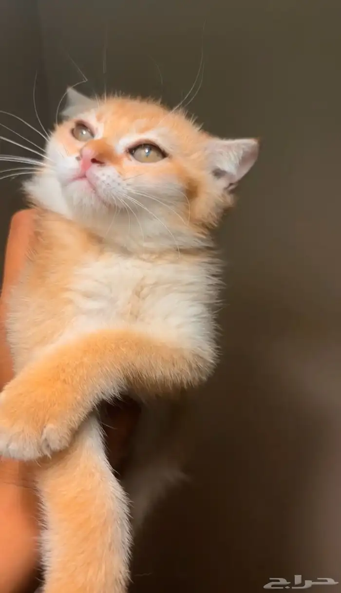 قط سكوتش فولد ny12 1