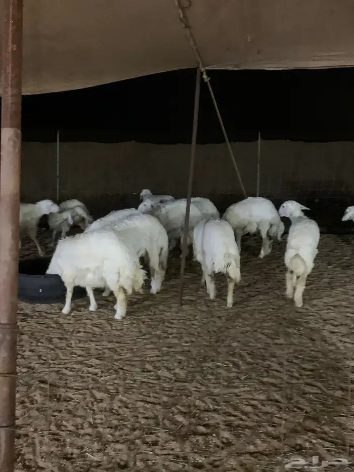 ضحايا ضحايا الحق الزين ي مدور الزين حري يوجد توصيل وصلاخه 14