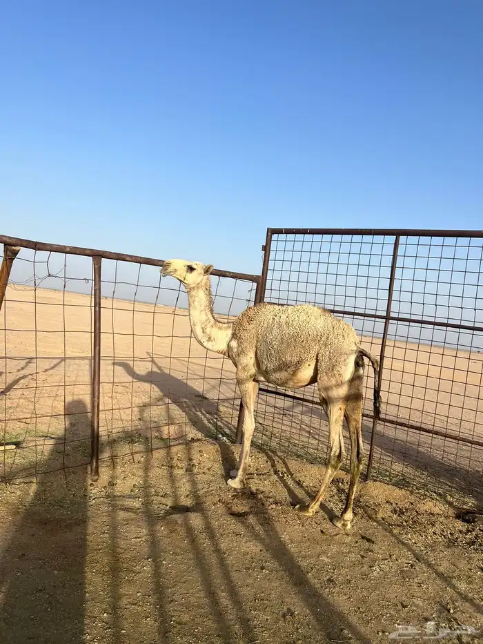 للبيع بكره باتليه 0