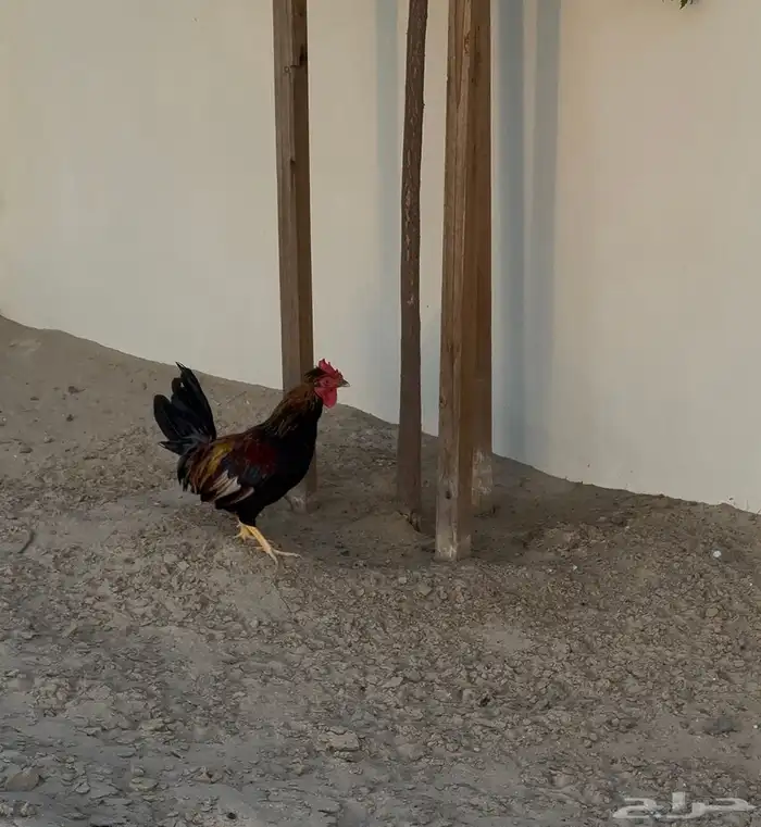 ديك عربي ترثه 0