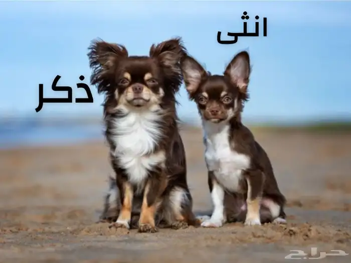 كلاب شيواوا 2