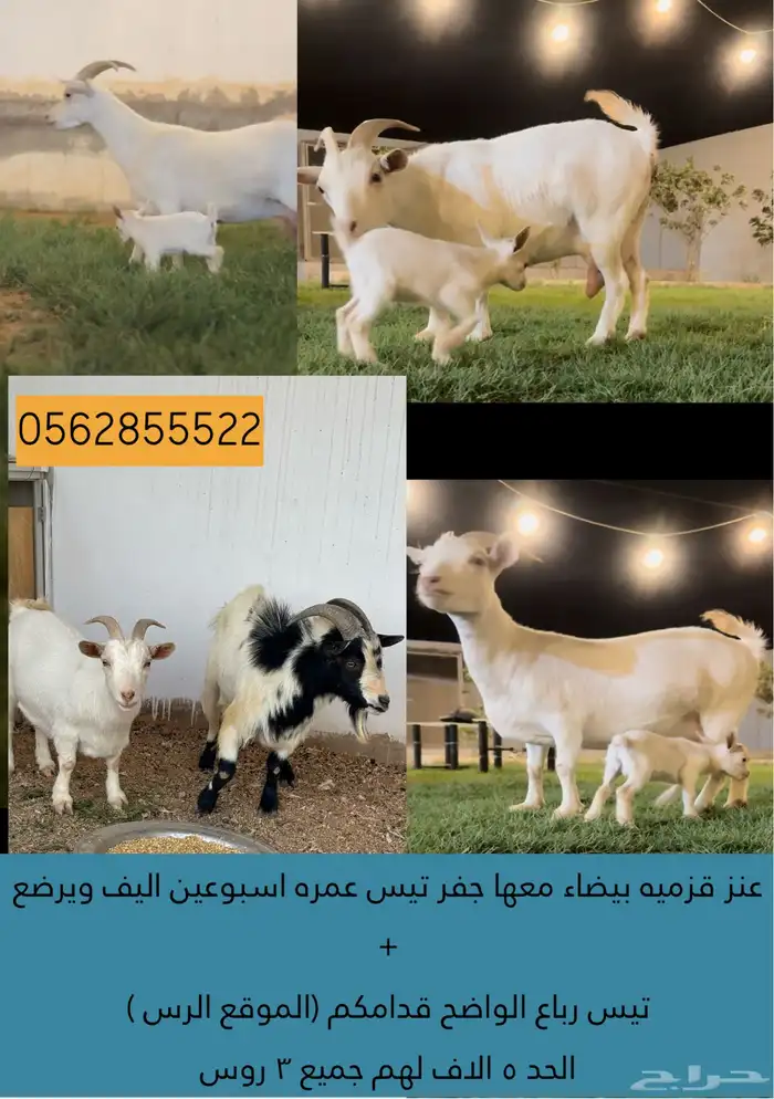 عنز قزميه 0