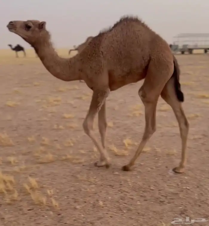 عرض عرض قعود. فل شكل وسلاها 0