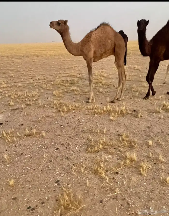 عرض عرض قعود. فل شكل وسلاها 1