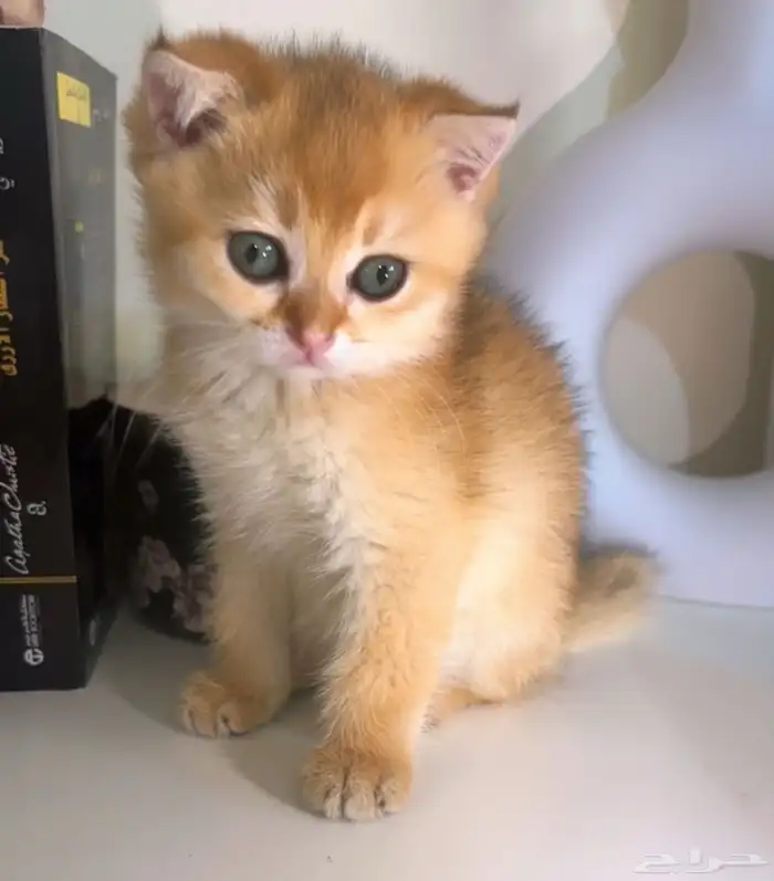 قط سكوتش فولد ny12 0