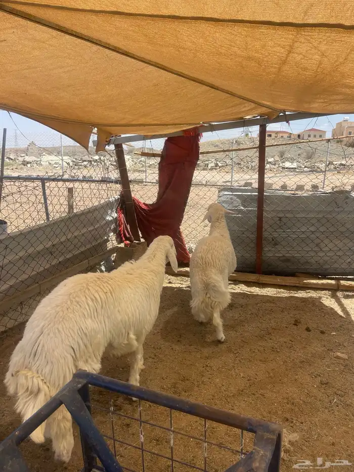 طليان اضاحي 3