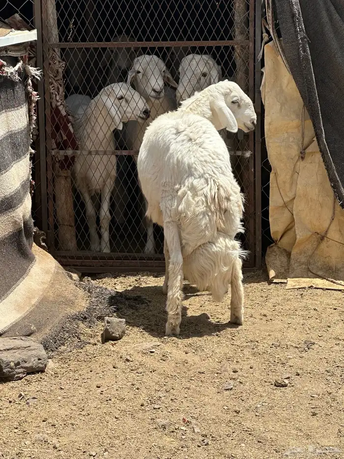 خروف جبر يضحي 1