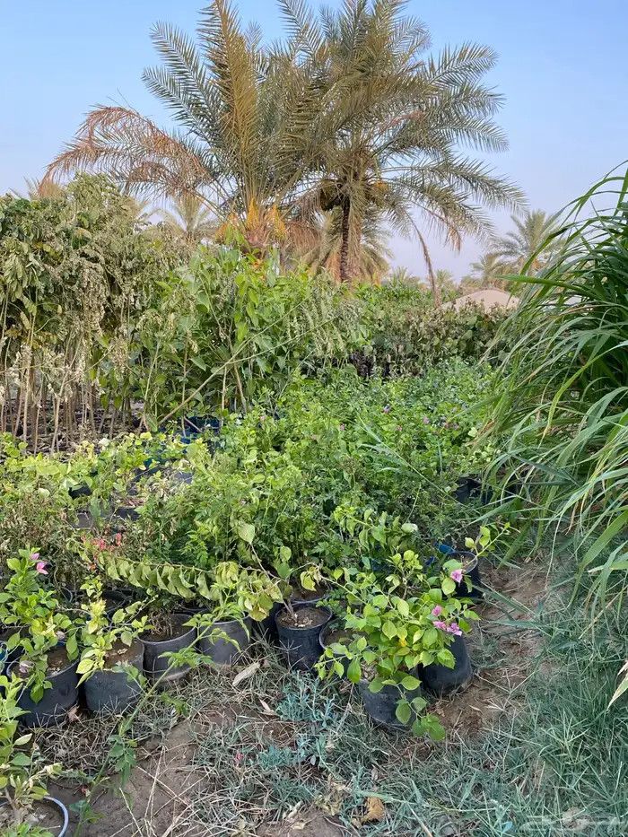 شتلات اشجار زينة 4