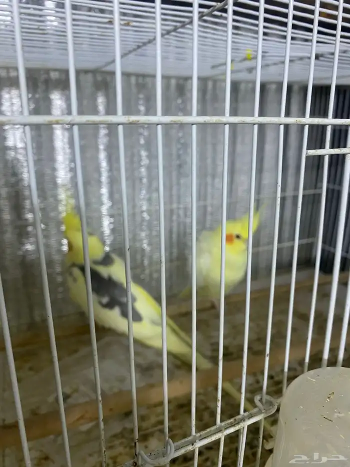جوز كروان منتج 4