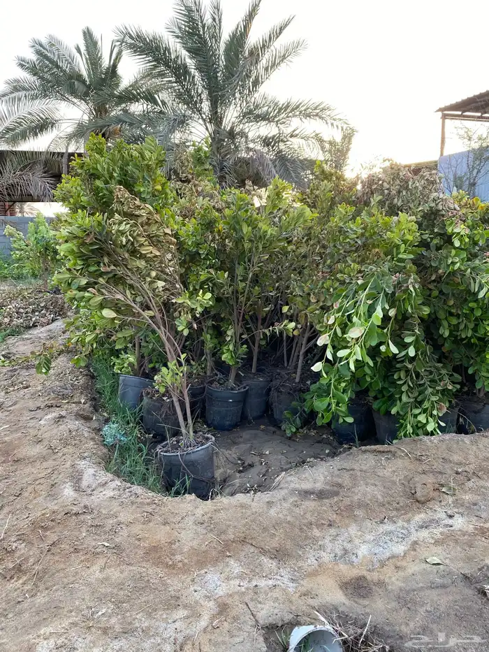شتلات اشجار زينة 12