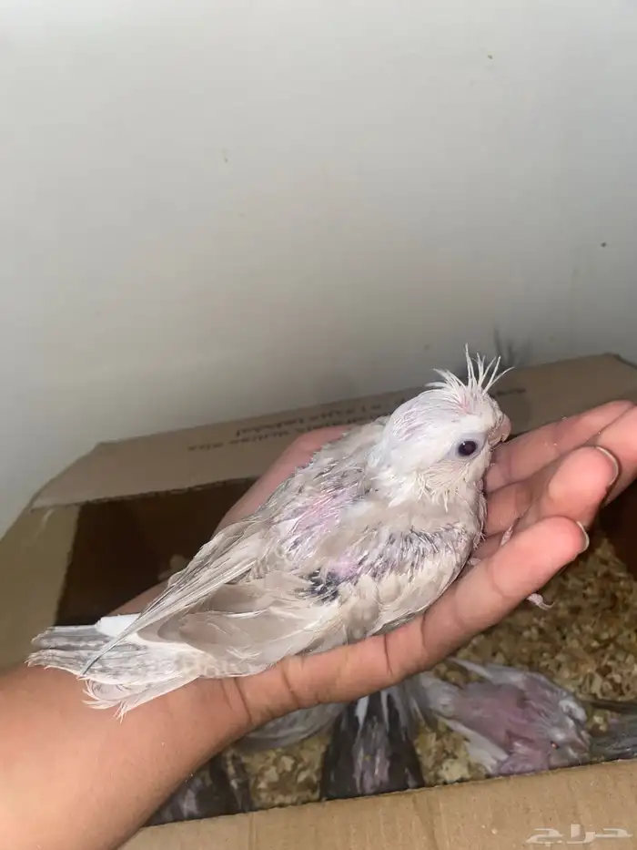 فرخين كروان غر 3