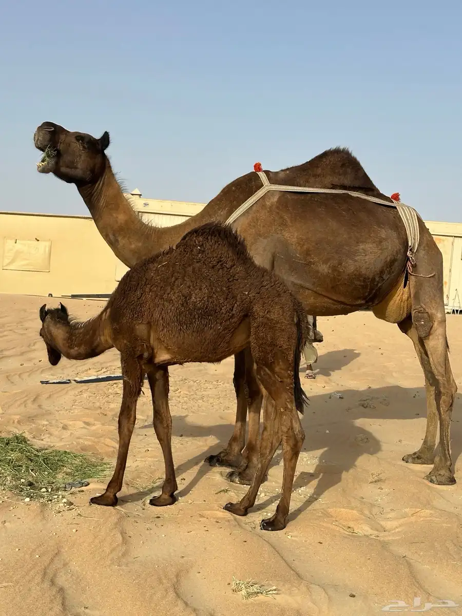 خلفه مجهم طيبه تم البيع خارج الموقع 2