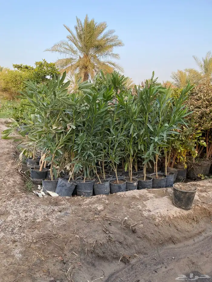 شتلات اشجار زينة 10